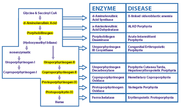 enzyme chart